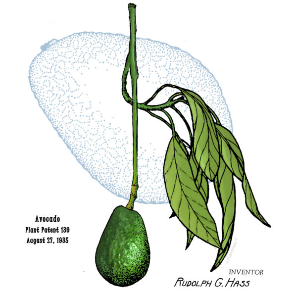 Avocado Design: BACKS